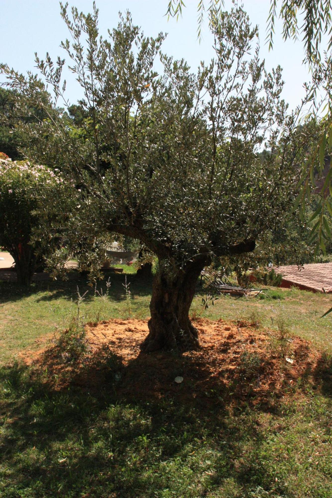 Villa Des Roses Roussillon en Isere Eksteriør bilde